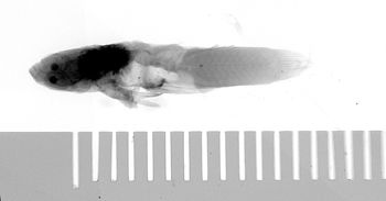Media type: image;   Ichthyology 6839 Aspect: lateral,description